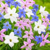 Калохортус Ipheion