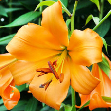 Лілія African Queen