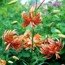 Лілія Flore Pleno