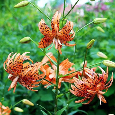 Лілія Flore Pleno