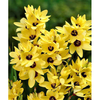 Іксія Yellow Emperor / 3 шт.