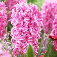 Гіацинт Pink Pearl / 2 шт.