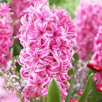 Гіацинт Pink Pearl / 2 шт.