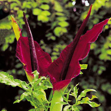 Дракункулюс Vulgaris