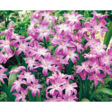 Хионодокса Pink Giant / 3 шт.