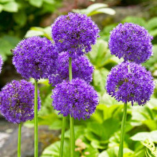 Алліум Purple Sensation (Перпл Сенсейшн) / 3 шт.