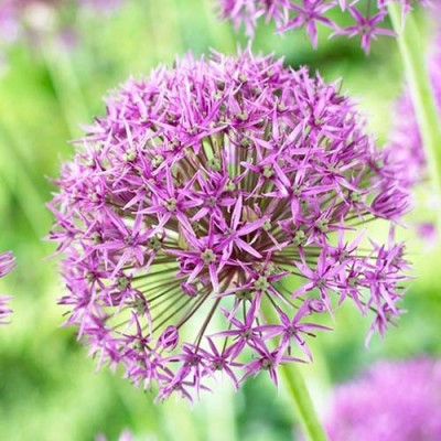 Аліум Violet Beauty / 3 шт.