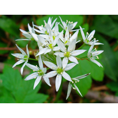 Аліум Ursinum / 3 шт.