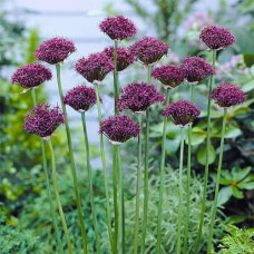 Аллиум Atropurpureum (Атропурпуреум) / 3 шт.