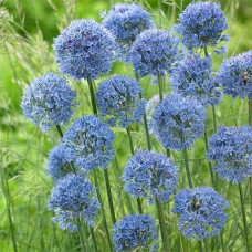 Аллиум Caeruleum (Каерулеум) / 5 шт.