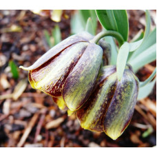 Фритиллярия Crassifolia