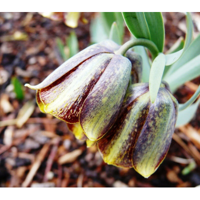 Фритиллярия Crassifolia