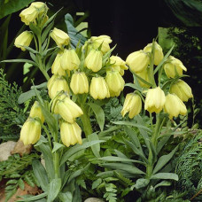 Фритиллярия Pallidiflora 