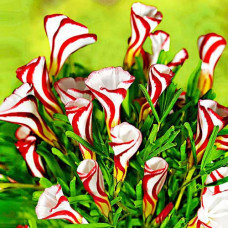 Кислица Versicolor