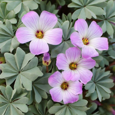 Кислиця Adenophylla