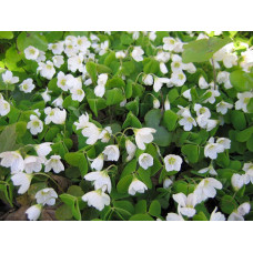 Кислица Papilionacea