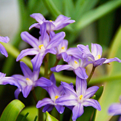 Хіонодокса Violet Beauty / 3 шт.