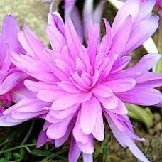 Безвременник Waterlily