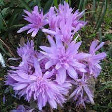 Безвременник Pleniflorum
