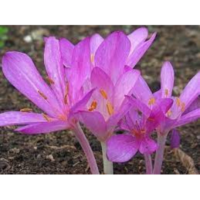 Безвременник Сilicicum Purpureum