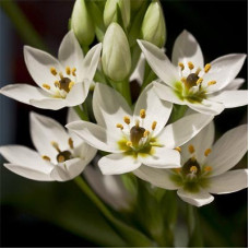 Орнитогалум Arabicum