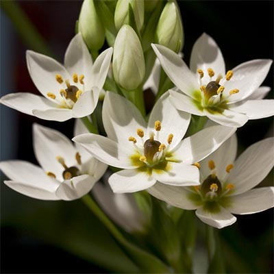 Орнитогалум Arabicum