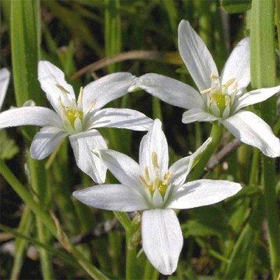 Орнитогалум Umbellatum