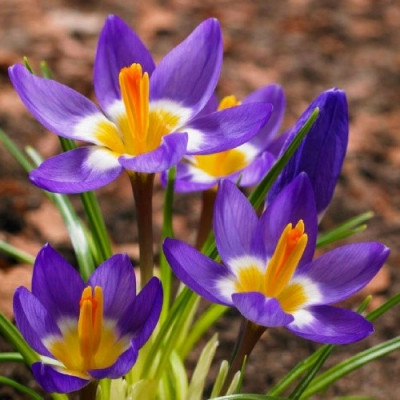 Крокус Sublimis Tricolor / 3 шт.