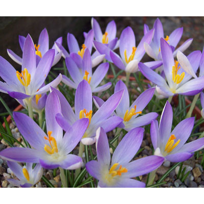 Крокус Lilac Beauty / 3 шт.