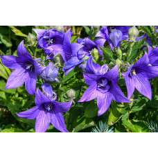 Платикодон Mariesii Blue / ЗКС