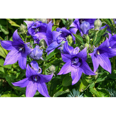 Платикодон Mariesii Blue / ЗКС