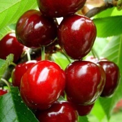 Черешня Крупноплодная