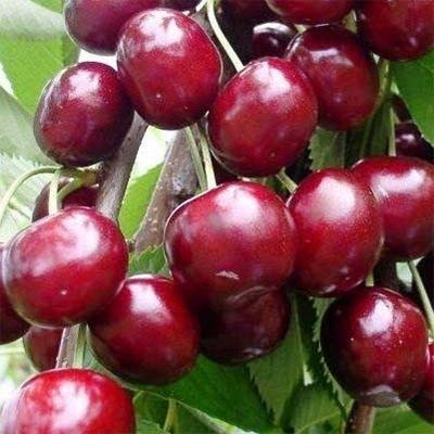 Вишня Лутівка (дворічна)
