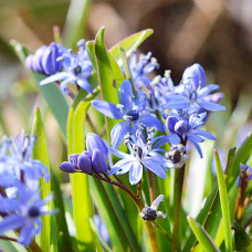 Пролеска Bifolia / 3 шт.