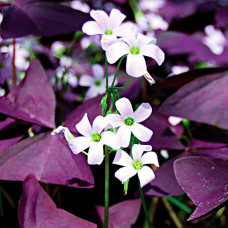 Кислица Triangularis