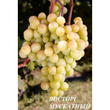 Виноград Восторг Мускатный