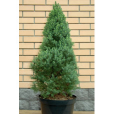 Ель Коника 30 см / в горшке