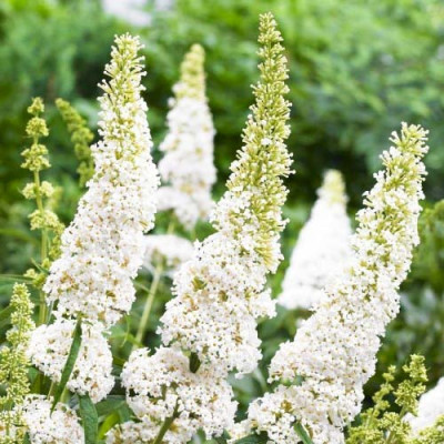 Буддлея White Profusion / ЗКС