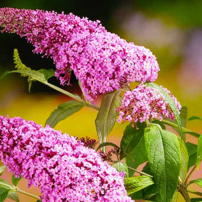 Буддлея Pink Delight / ЗКС