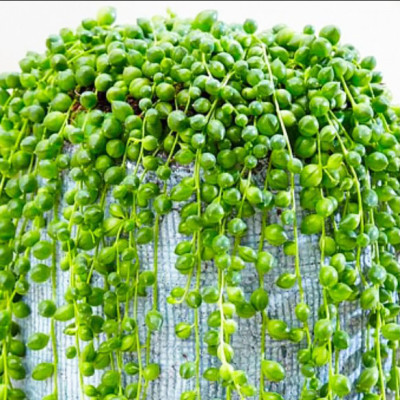Хрестовник Роулі / ЗКС