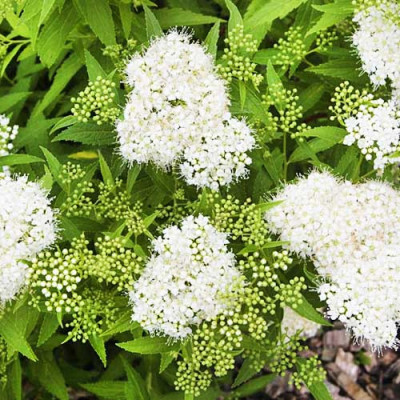 Спірея Albiflora / ВКС