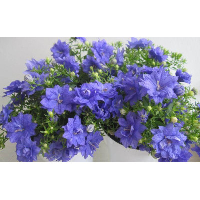 Кампанула Dublin Blue / ЗКС
