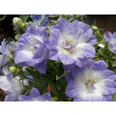 Кампанула Dublin Bicolor / ЗКС
