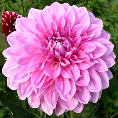 Жоржина Pink Perfection