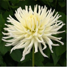 Жоржина White Star Жоржина White Star