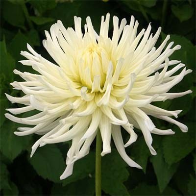 Жоржина White Star