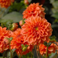 Георгина Orange Nugget