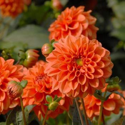 Жоржина Orange Nugget