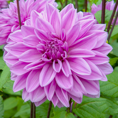 Жоржина Lilac Time