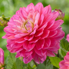 Жоржина Pink Allegro Жоржина Pink Allegro